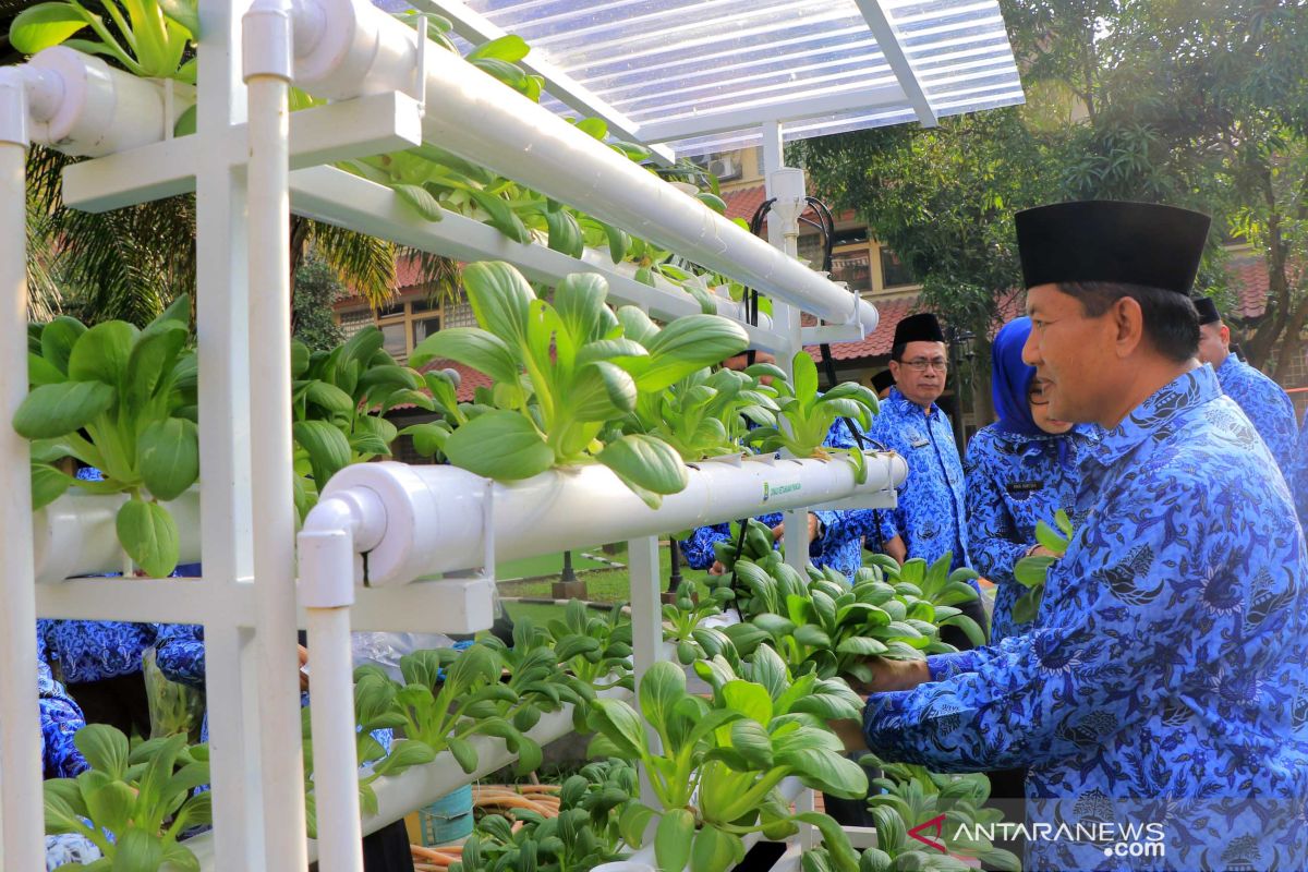 Sekda Kota Tangerang panen pokchoi hasil hidroponik