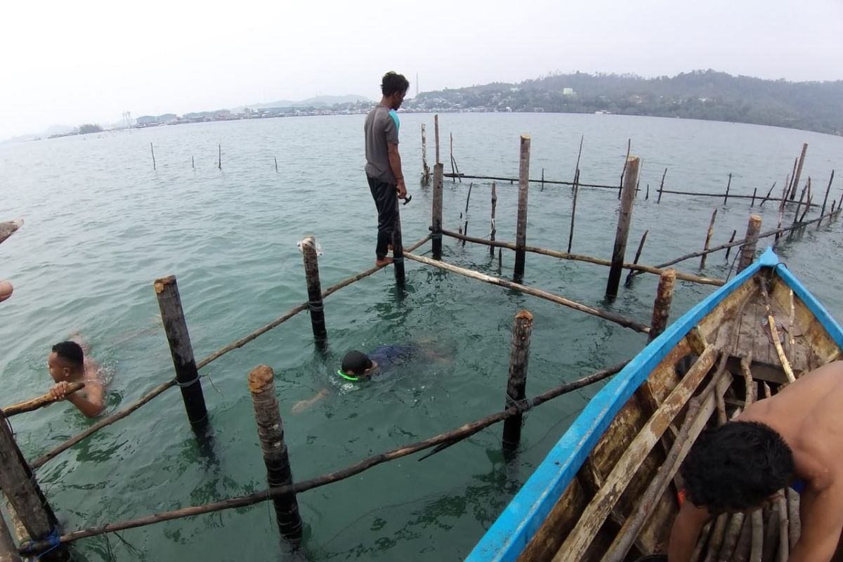 Nelayan Batam  berburu ikan dingkis dengan  kelong