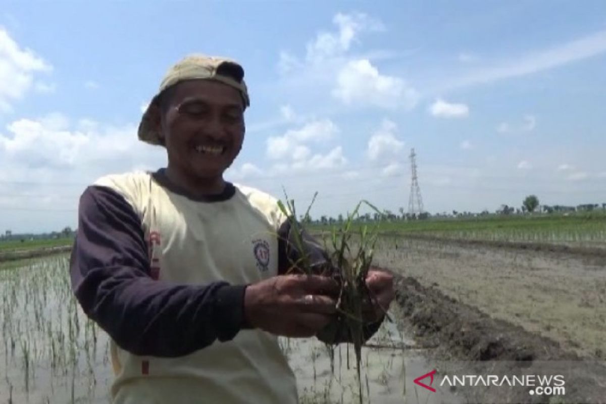 Hama tikus serang 100 hektare lahan padi di Madiun