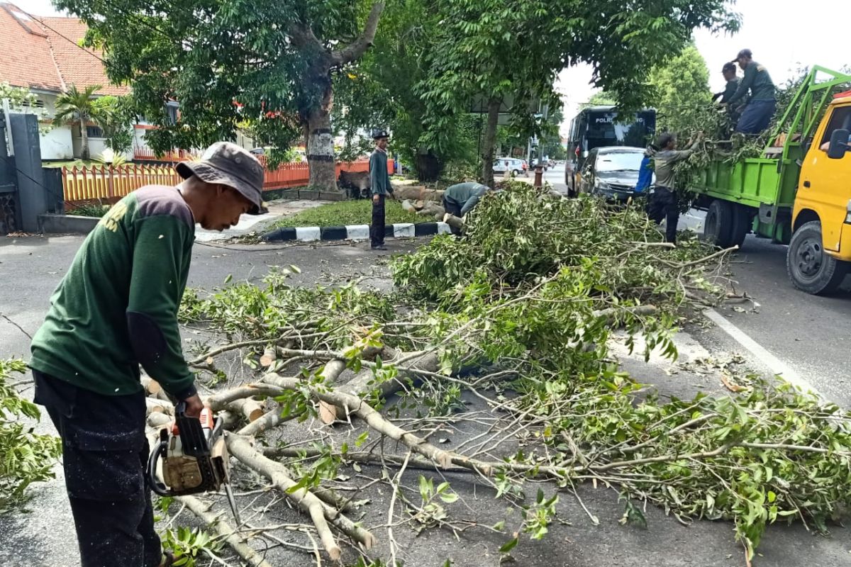 Disperkim Mataram memangkas pohon pelindung antisipasi cuaca ekstrem