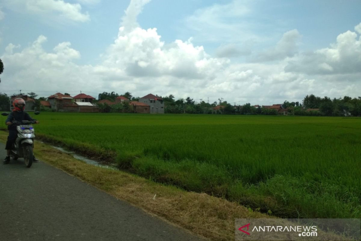 Luas areal tanaman padi di Kudus 9.228,4 hektare