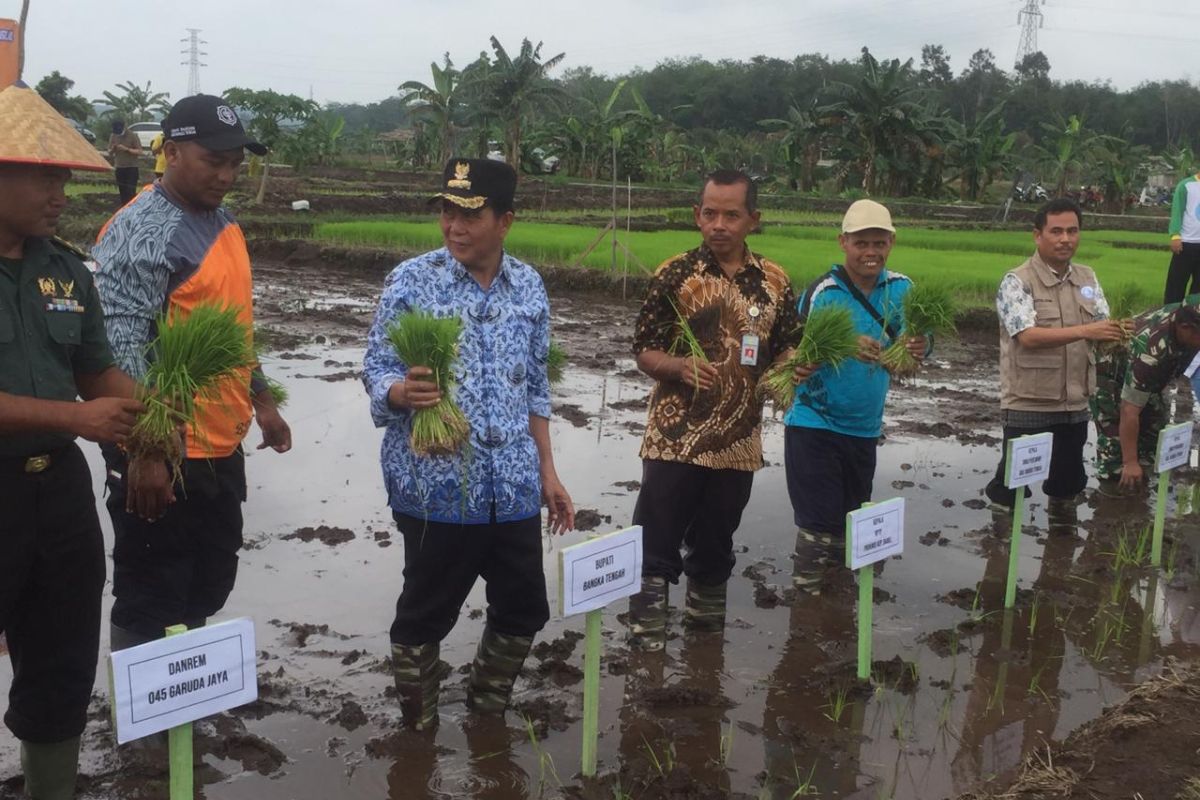 Pemkab Bangka Tengah dorong petani budidayakan tanaman padi sawah organik