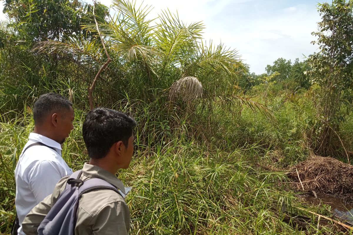 Petugas BKSDA Agam pantau telur buaya muara