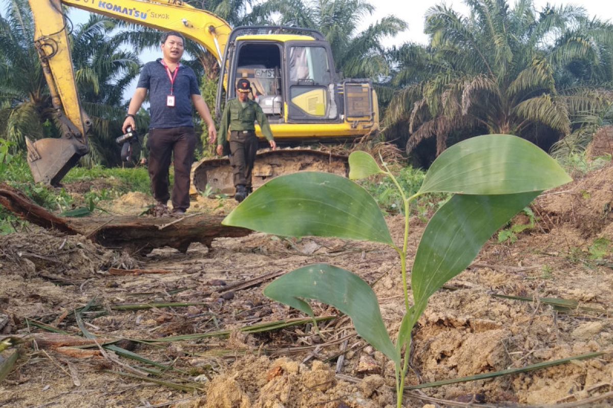 Eksekusi lahan sawit seluas 3.323 hektare di Pelalawan tak sah