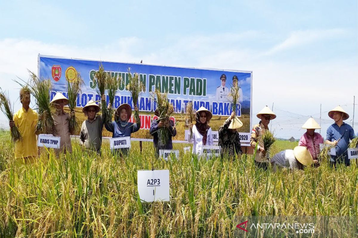 Bupati Kobar panen padi perdana di lahan tanpa bakar