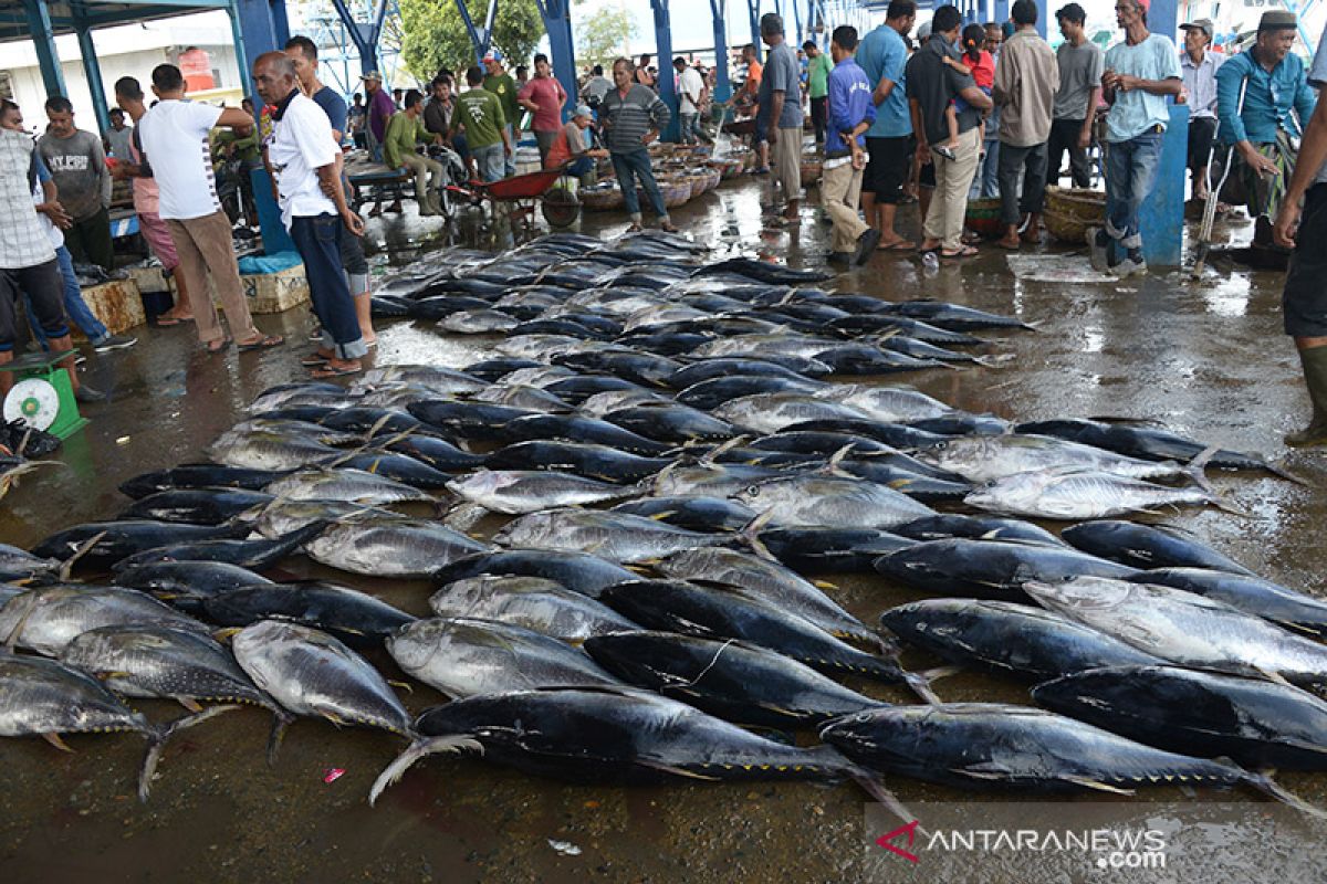 Tangkapan tuna sirip kuning