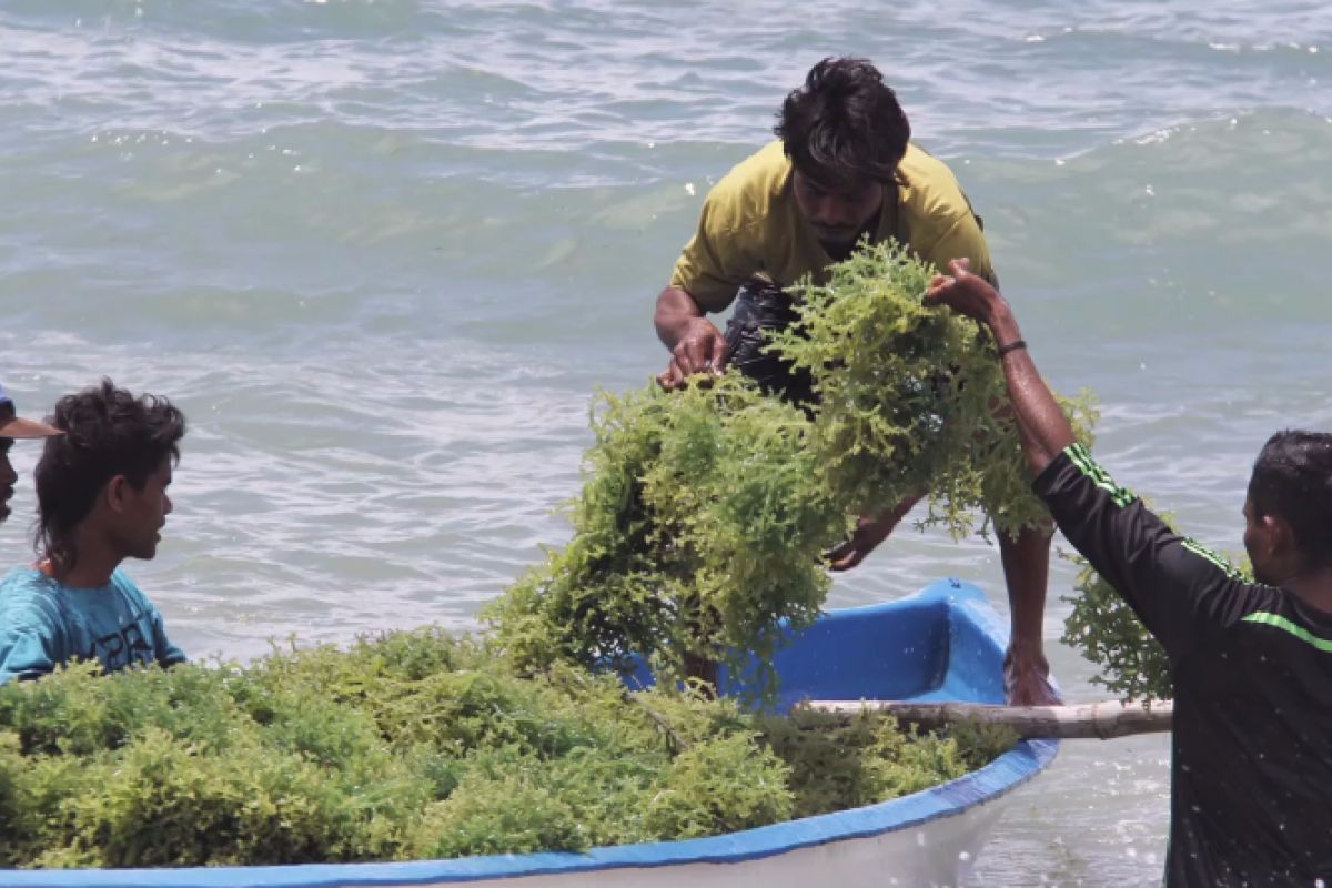 KKP targetkan produksi 10,99 juta ton rumput laut tahun 2020