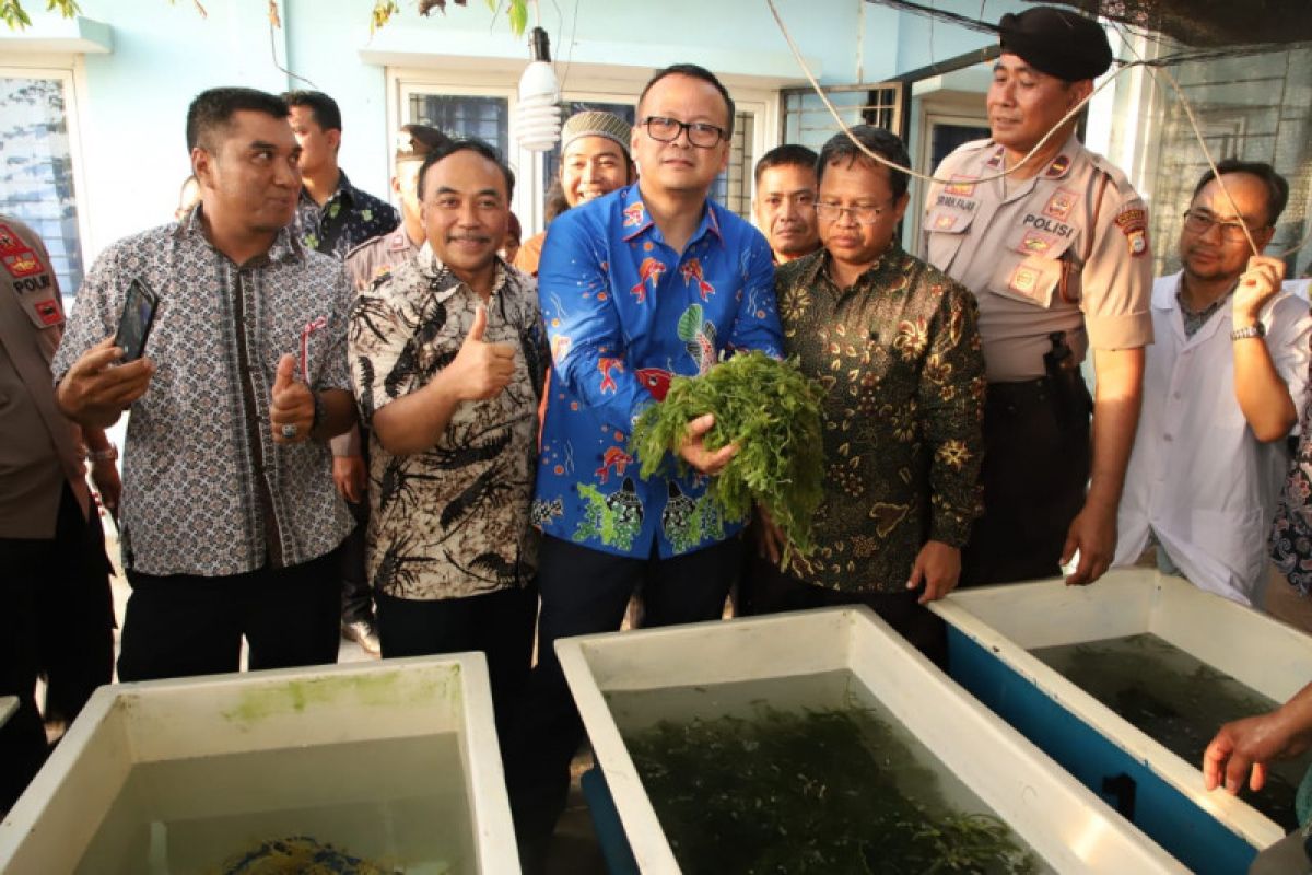 Dirjen KKP: 840.000 ha belum termanfaatkan untuk rumput laut