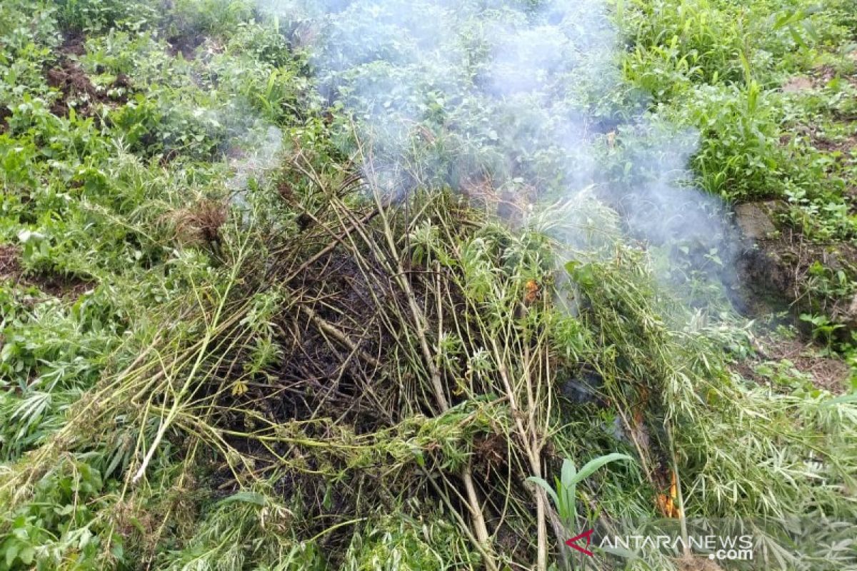 Tim gabungan kembali musnahkan lima hektar lahan ganja di Madina