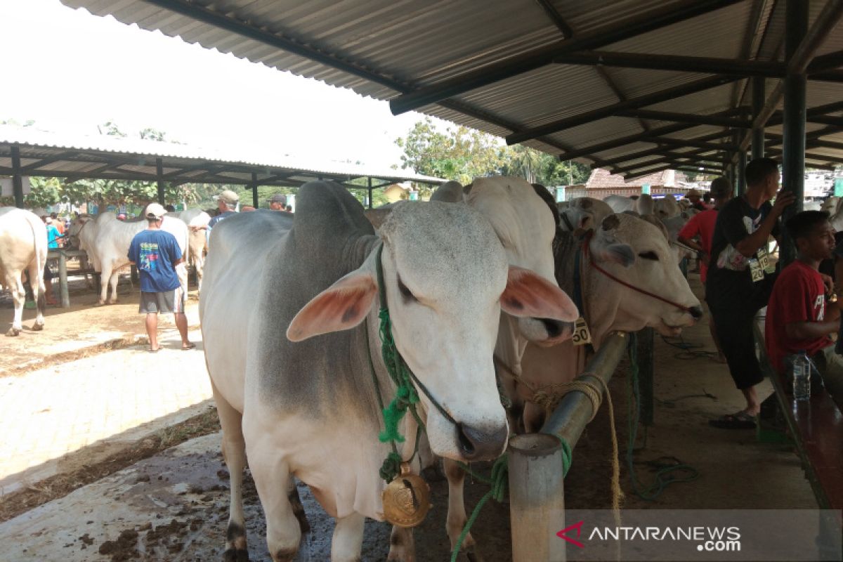 Pemkab semprotkan desinfektan di pasar hewan untuk antisipasi antraks