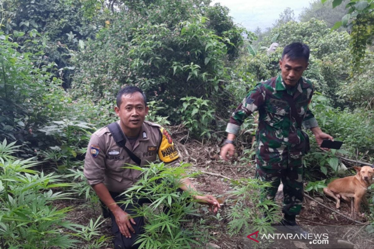 Puluhan pohon ganja tumbuh di Gunung Guntur,  polisi mengamankannya