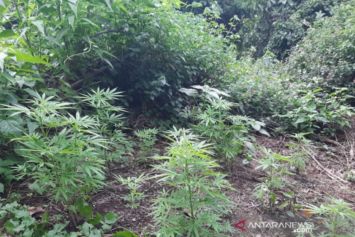 Polisi cari penanam ganja di lahan BKSDA Gunung Guntur