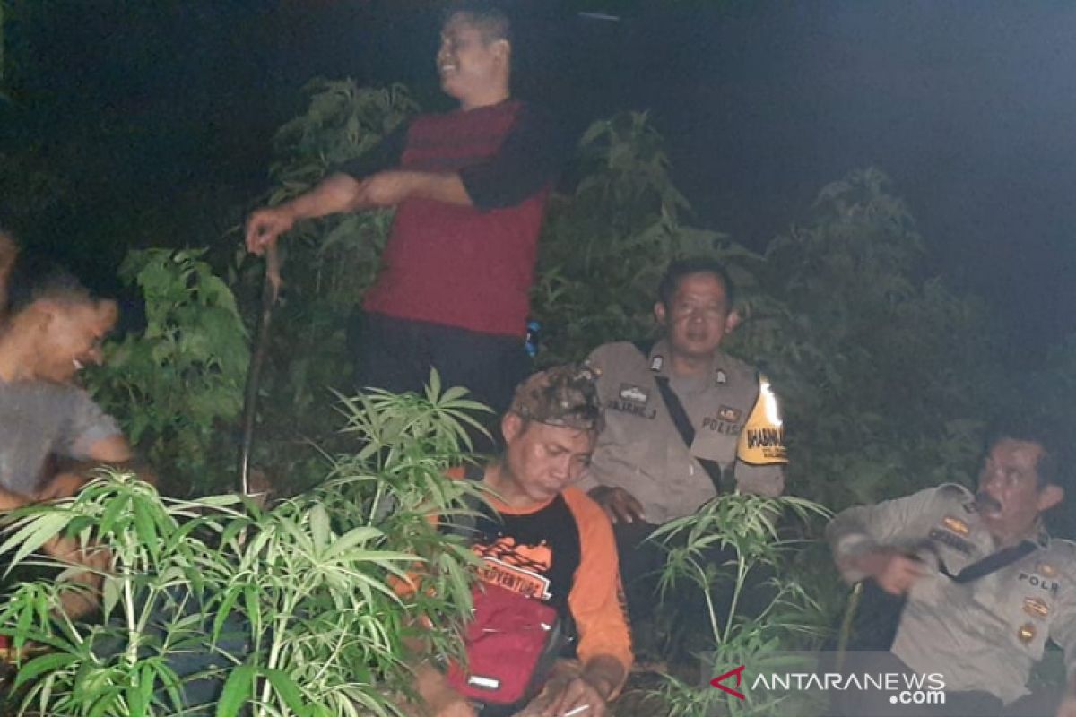 Tanaman ganja di lahan BKSDA diduga sengaja ditanam