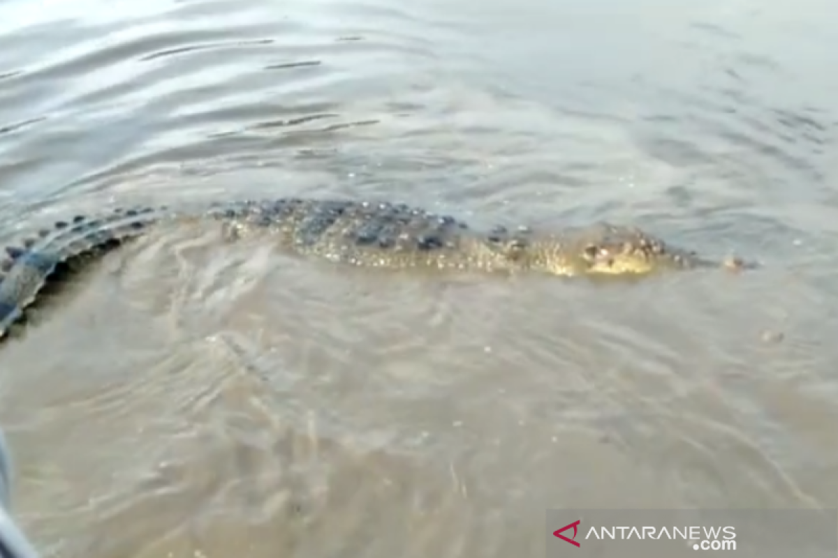 Buaya berukuran 4,20 meter dilepas warga ke sungai