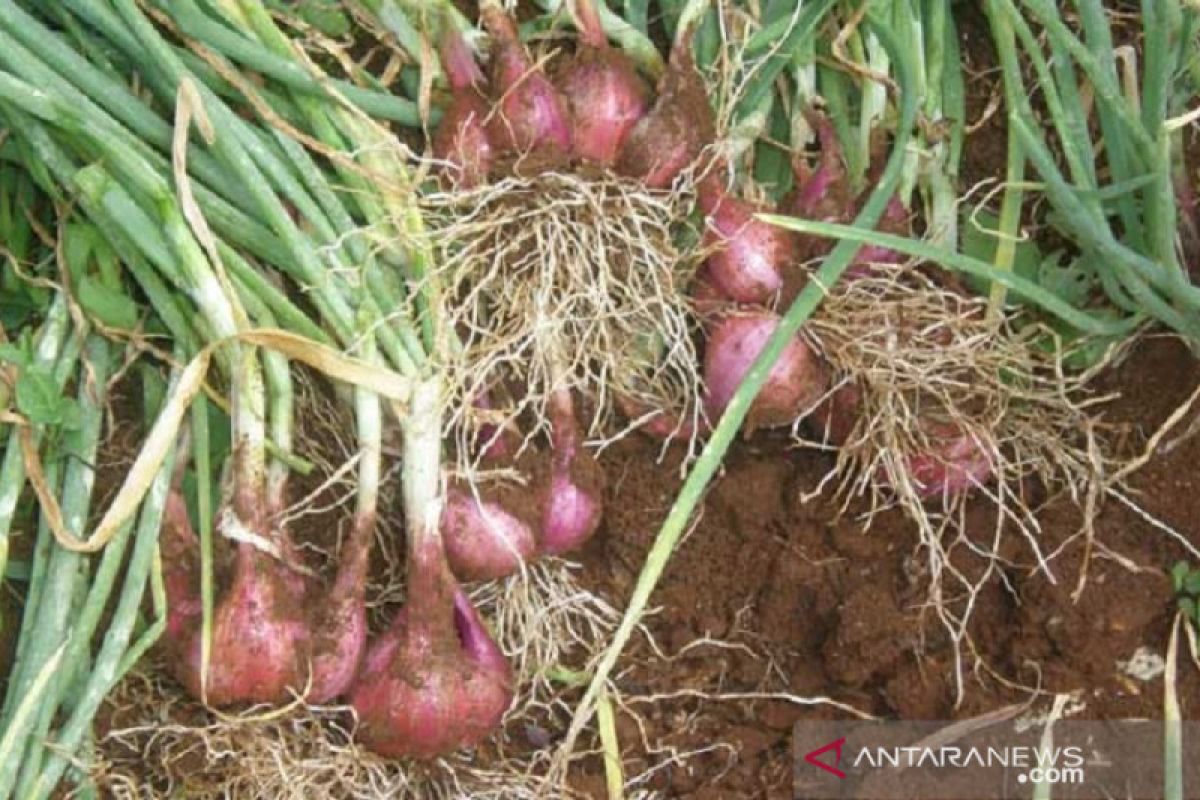 Baubau kembangan budi daya bawang merah