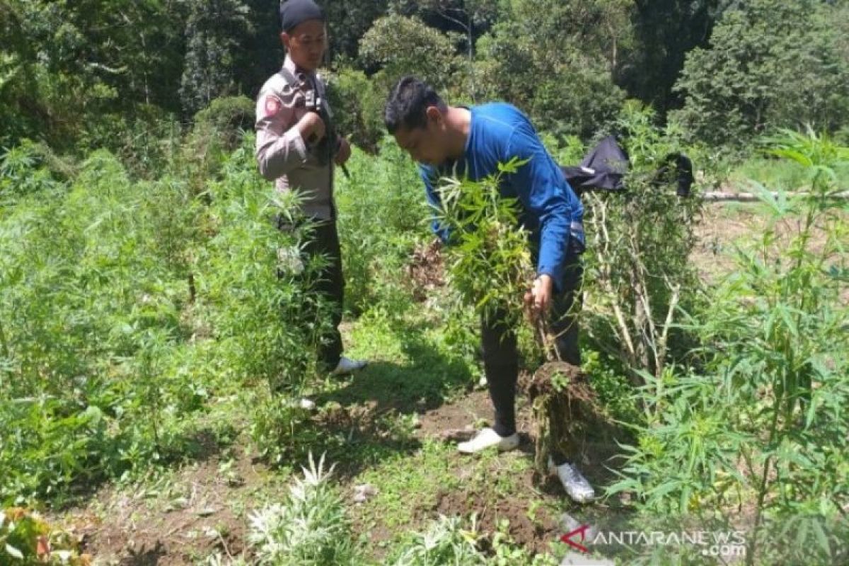 Di Mandailing Natal,  tim gabungan musnahkan lima hektare lahan ganja