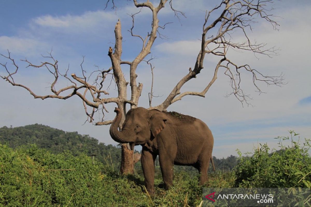 Gajah sumatera yang berkonflik dengan manusia