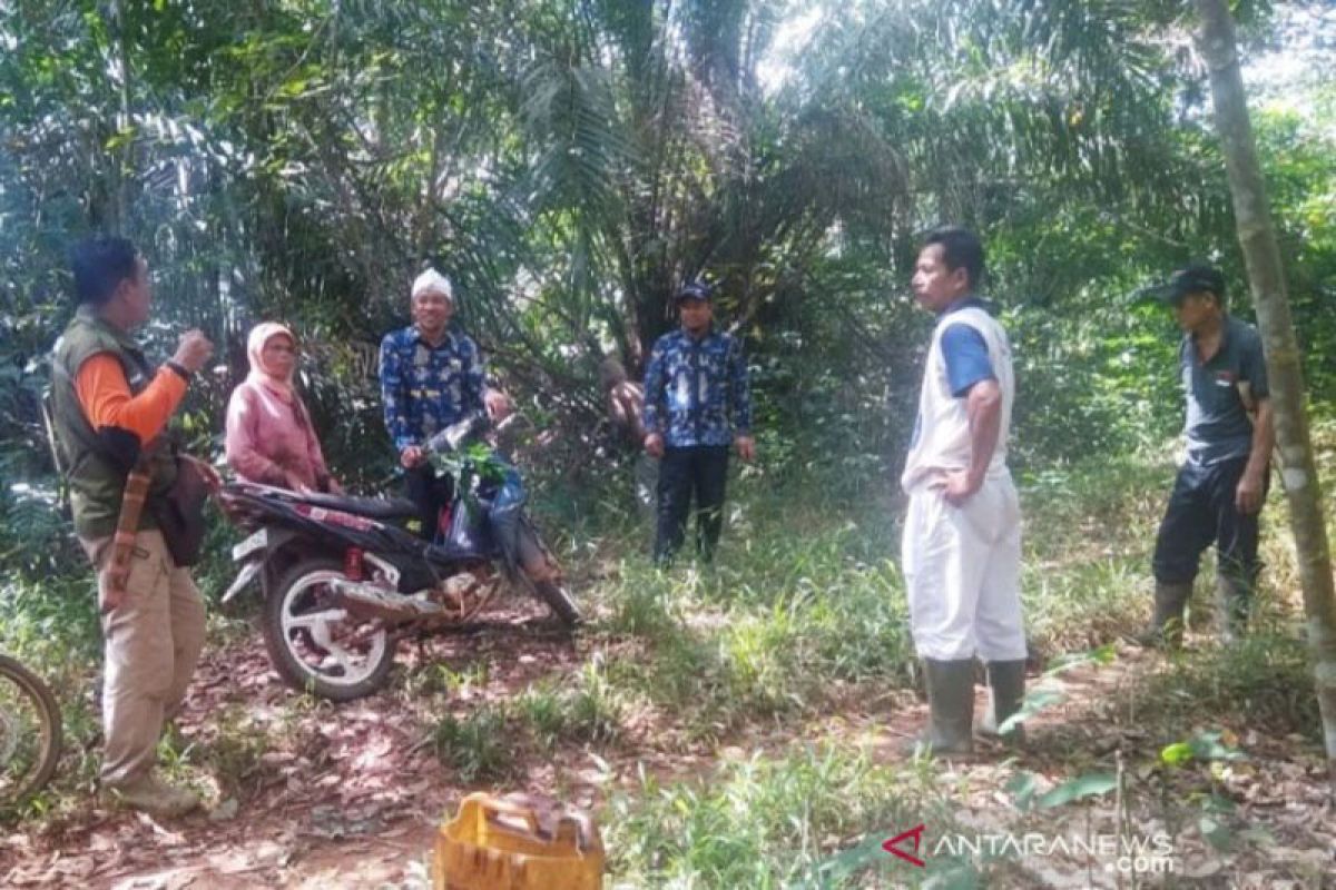 Orangutan di Kotawaringin Timur sering masuk ke kebun masyarakat