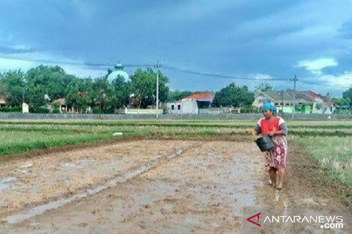 Jatah pupuk bersubsidi di Bangkalan berkurang