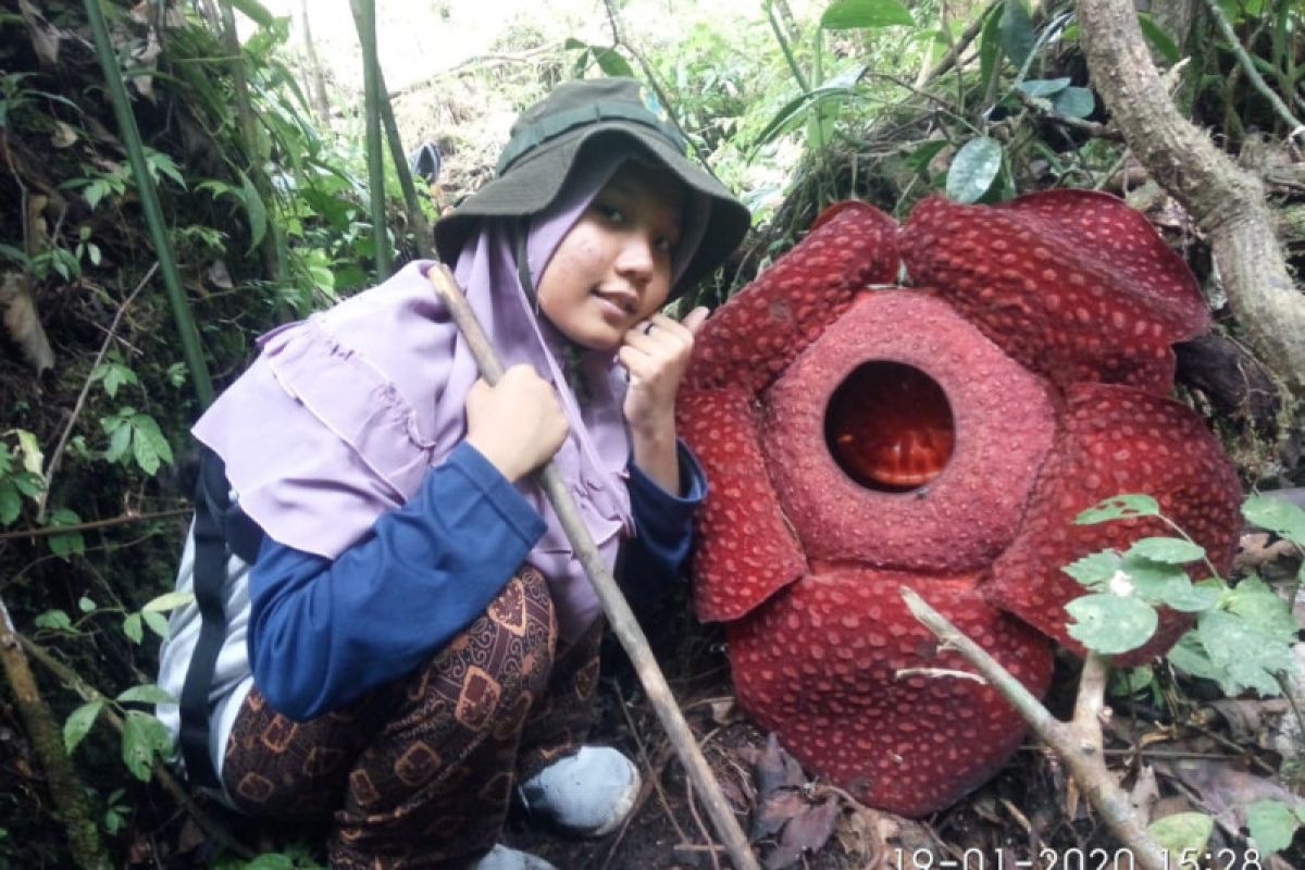 Dua bunga Rafflesia mekar di kawasan hutan Danau Maninjau