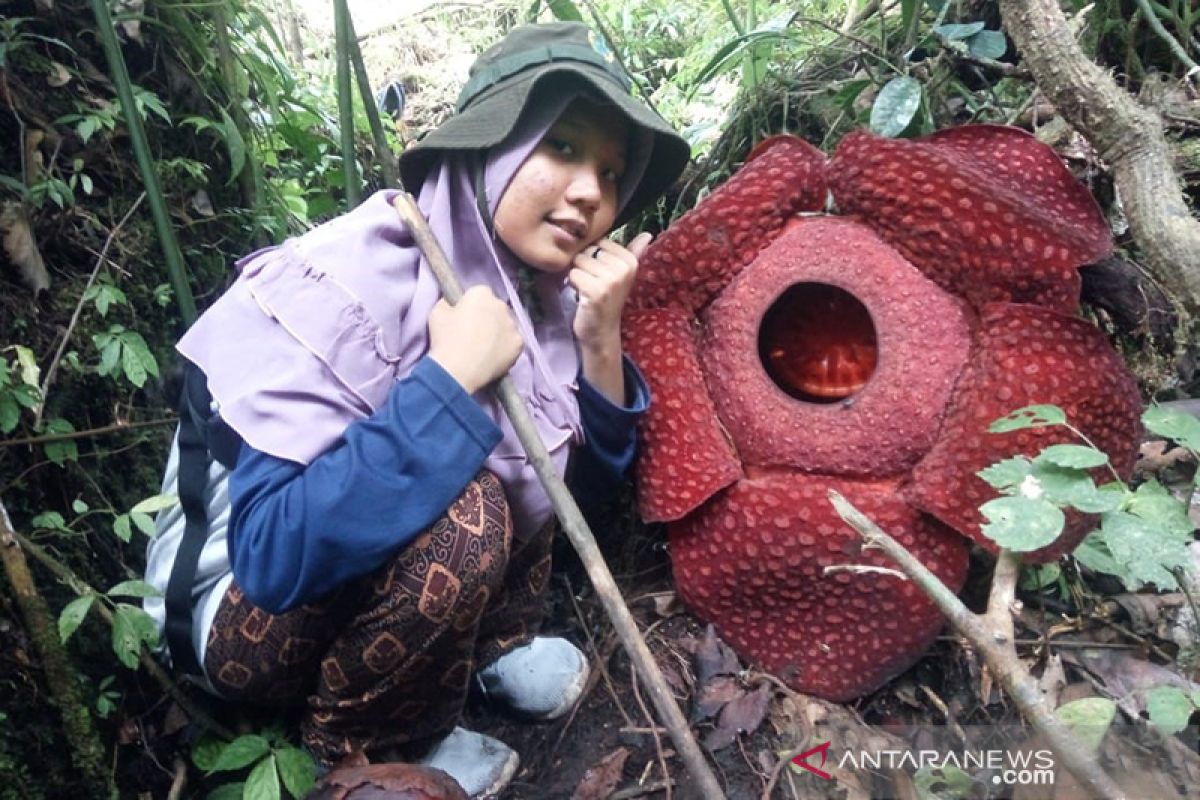 Dua bunga Rafflesia  mekar di kawasan hutan Danau Maninjau