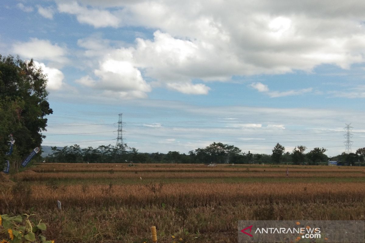 Puluhan hektare sawah di Dlingo terancam kekeringan