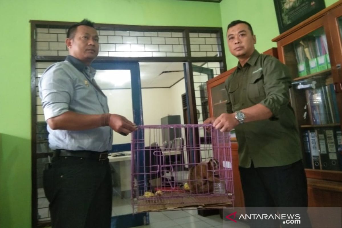 Warga serahkan dua ekor kukang ke BKSDA Garut untuk direhabilitasi