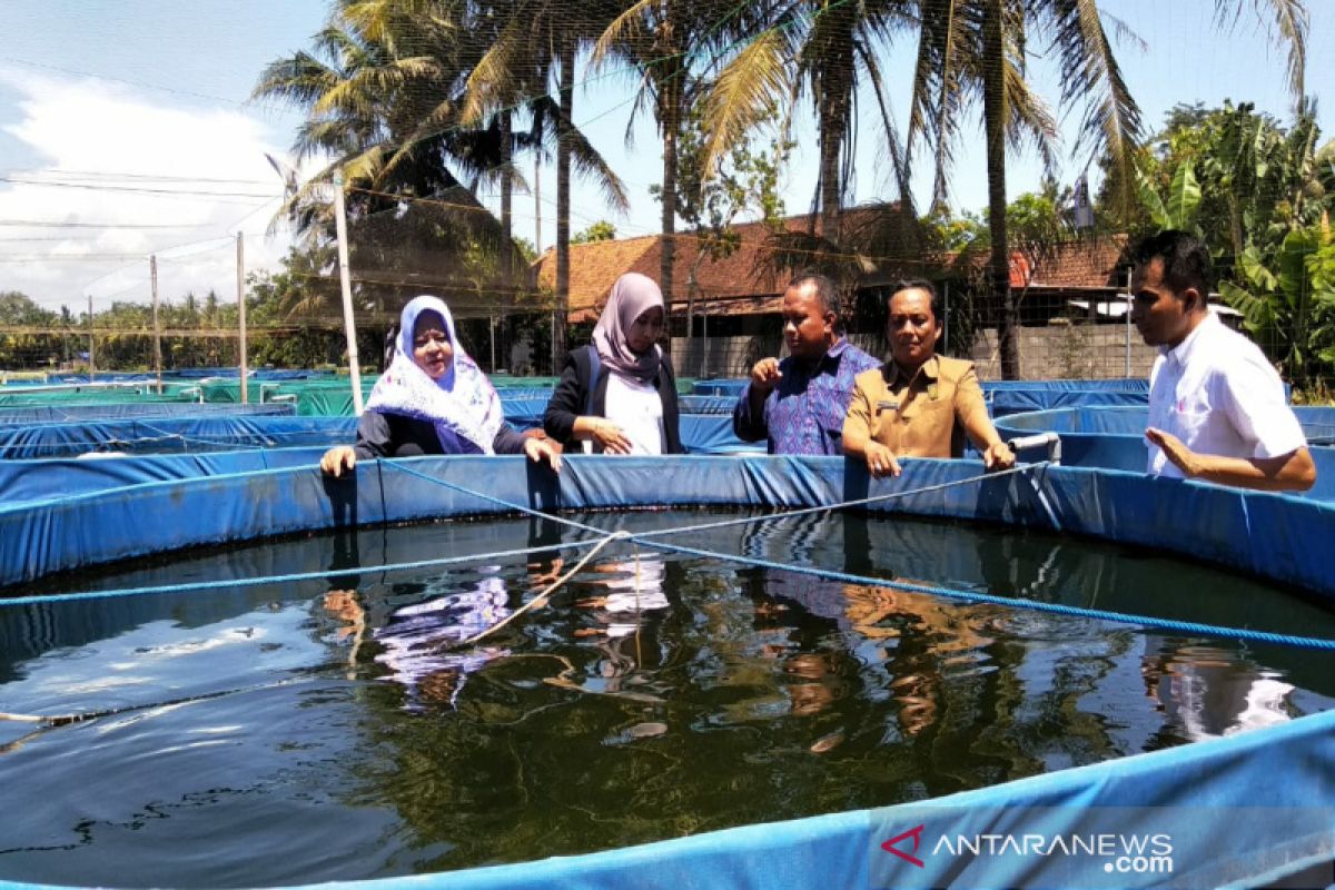 DPRD Kulon Progo mendorong DKP dampingi kelompok pembudidaya lele