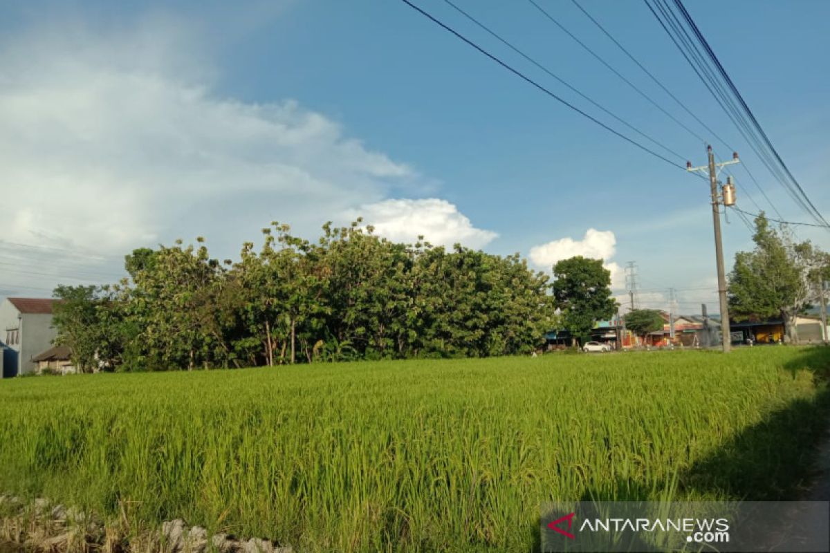 Musim tanam padi di Bantul mundur 3 bulan hingga Januari, ini sebabnya