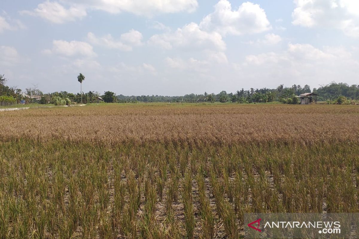 Produksi padi  di Belitung menurun