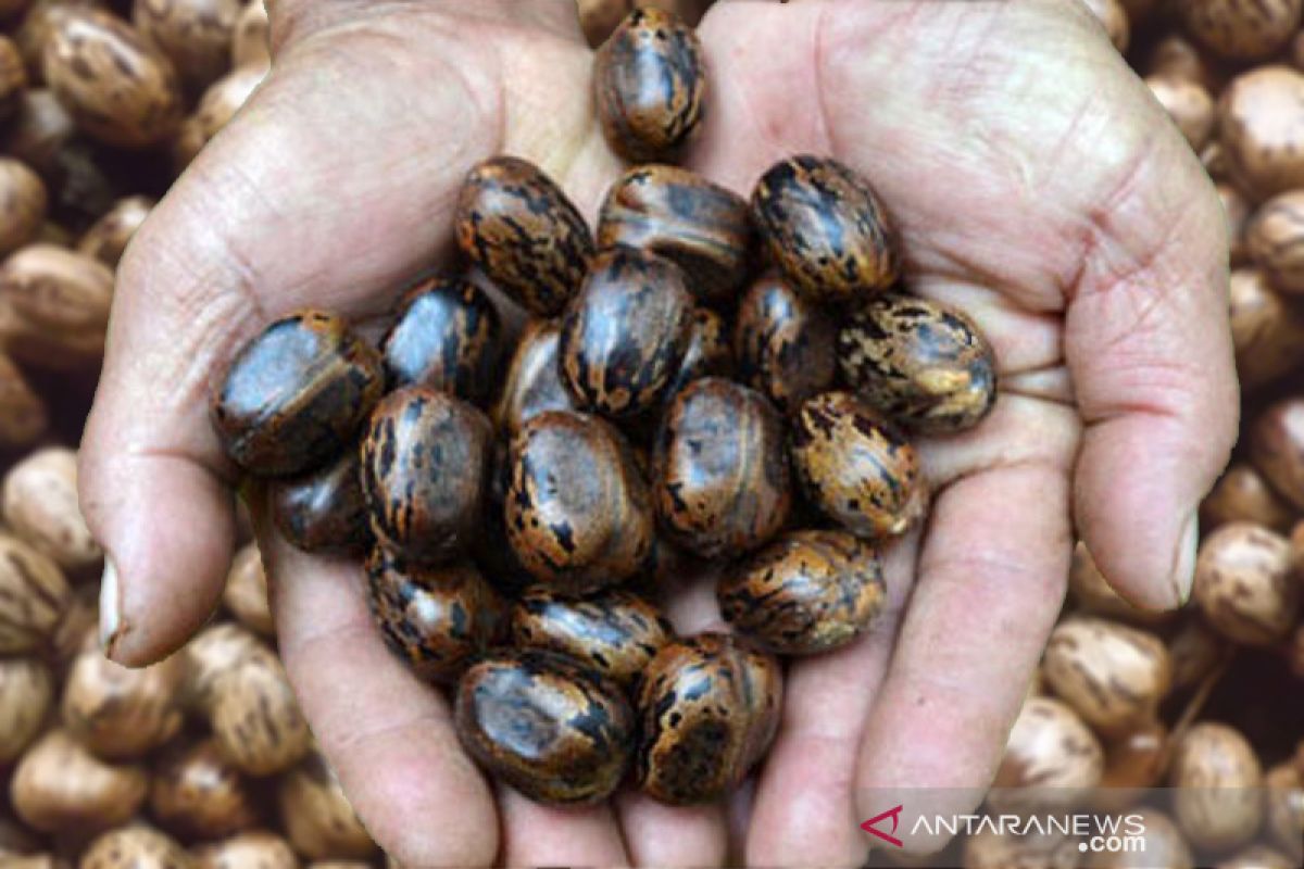 Pemerintah terus dorong pengembangan BBN biohidrokarbon