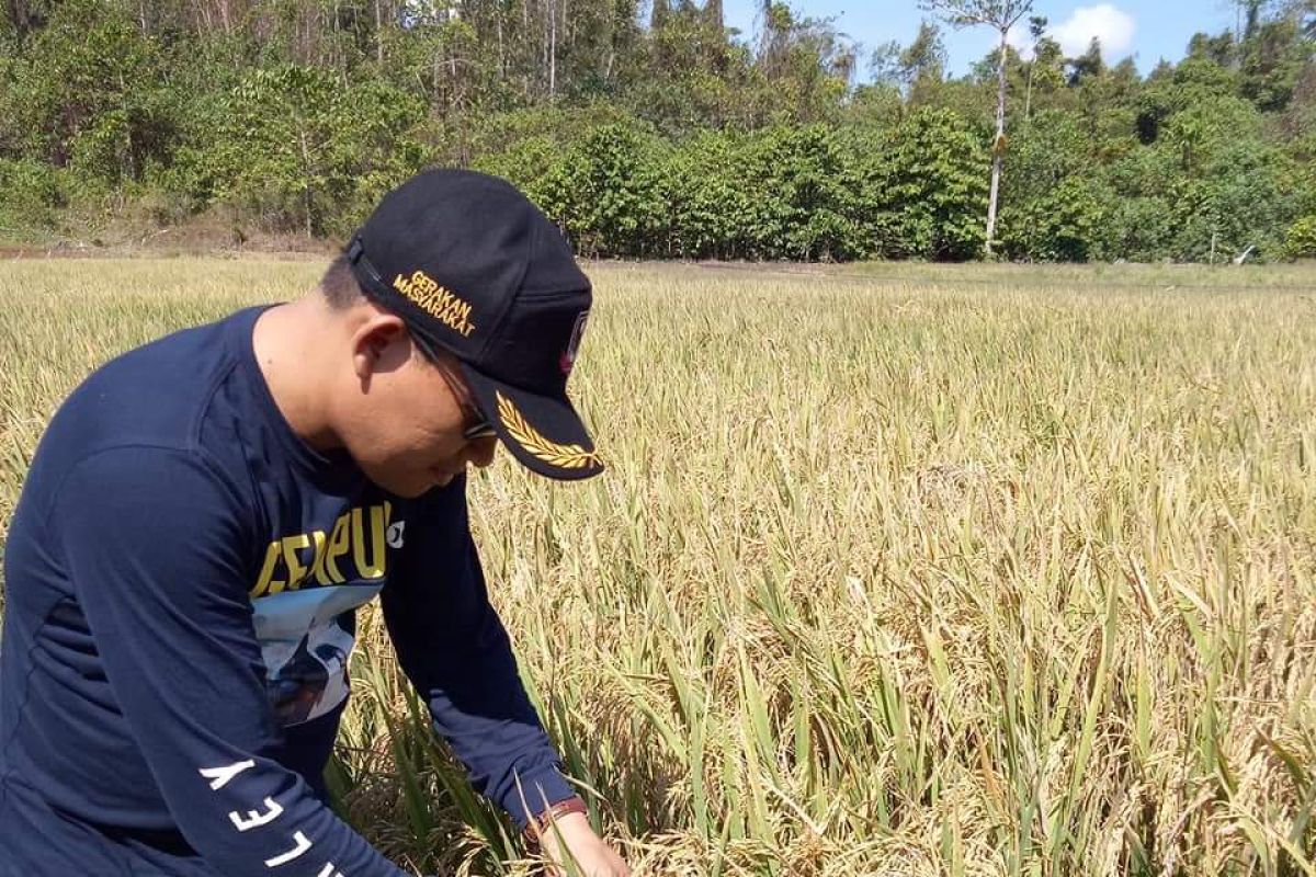 Produktivitas menurun, Distanak Sultra ajak petani kembali gunakan pupuk organik