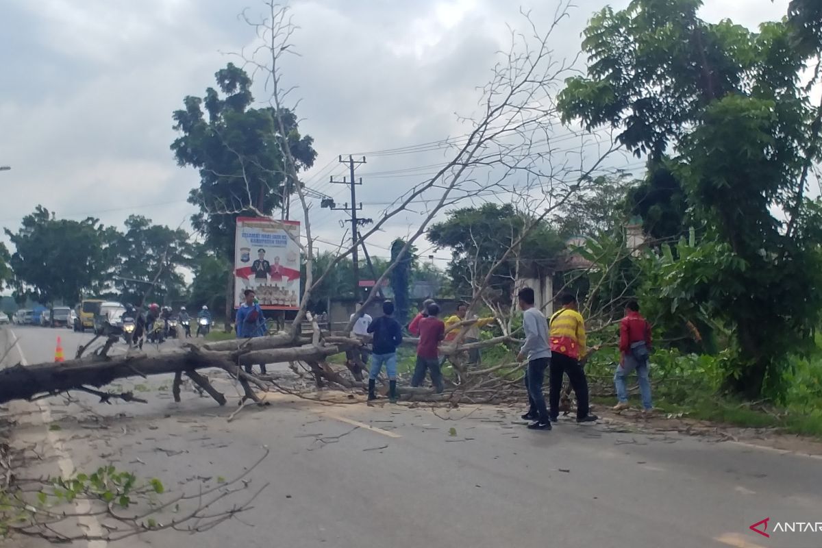 Dinas LH Potong Pohon Yang Membahayakan Pengguna Jalan