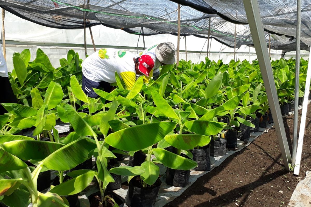 Di Blitar, pemkab dorong petani budi daya Pisang Cavendish