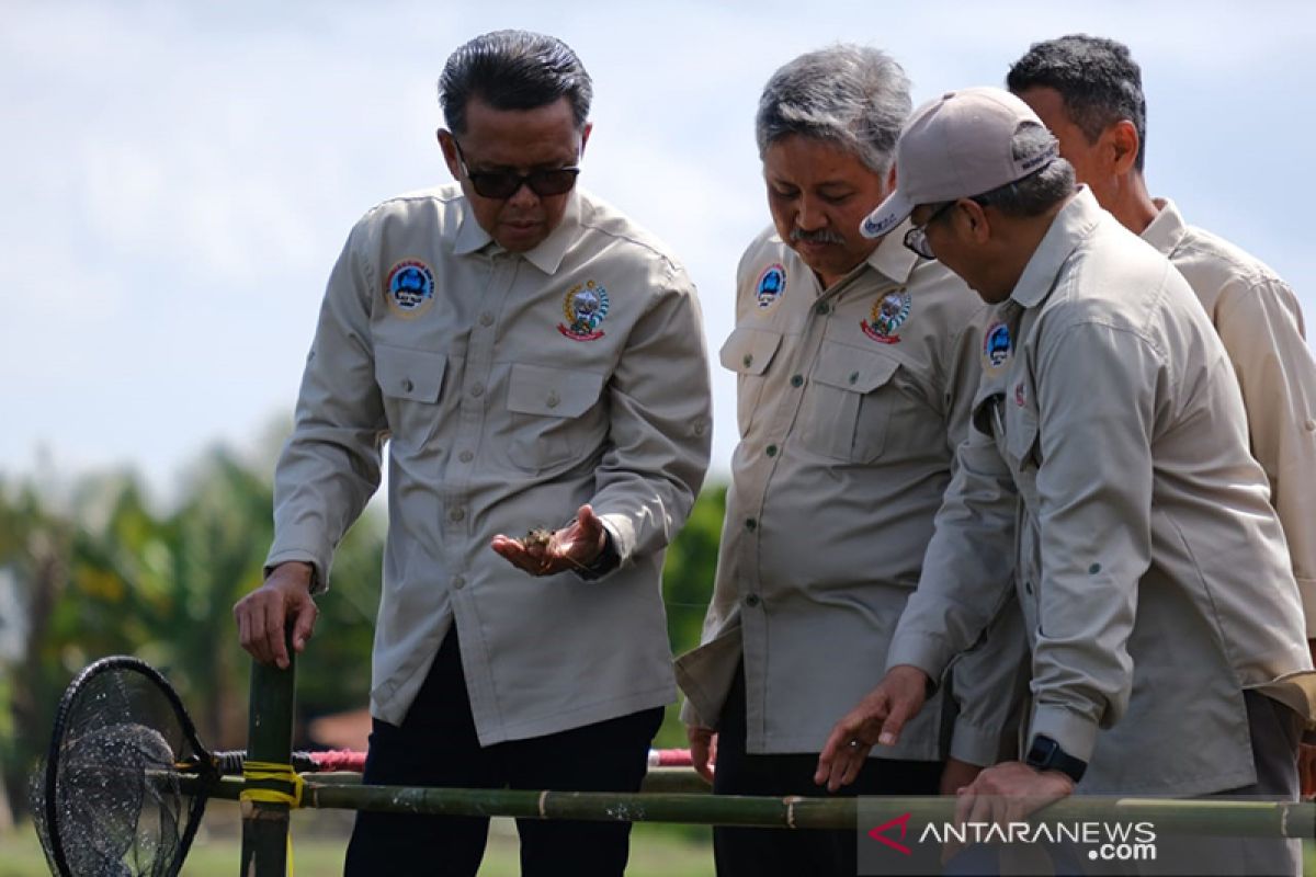 Pemprov Sulsel optimis produksi 12 juta ekor udang windu