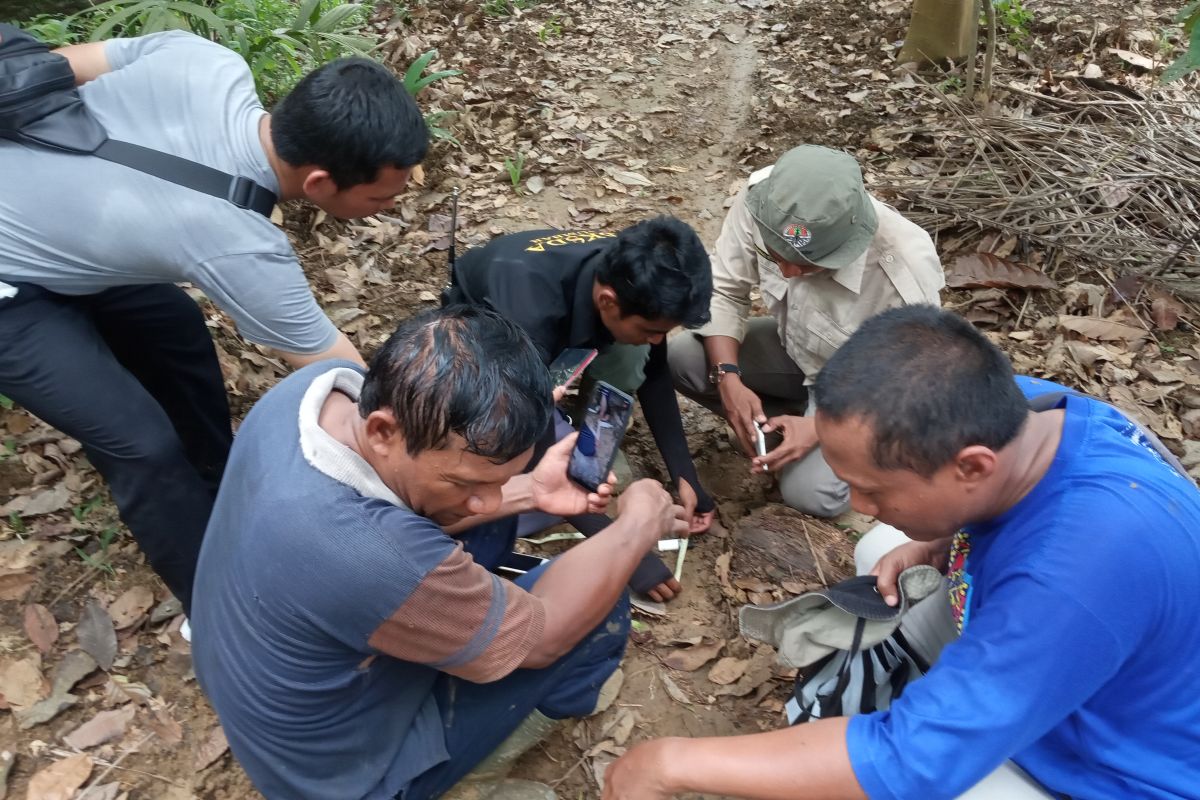 BKSDA: Lokasi ternak warga Agam dimangsa harimau merupakan habitatnya