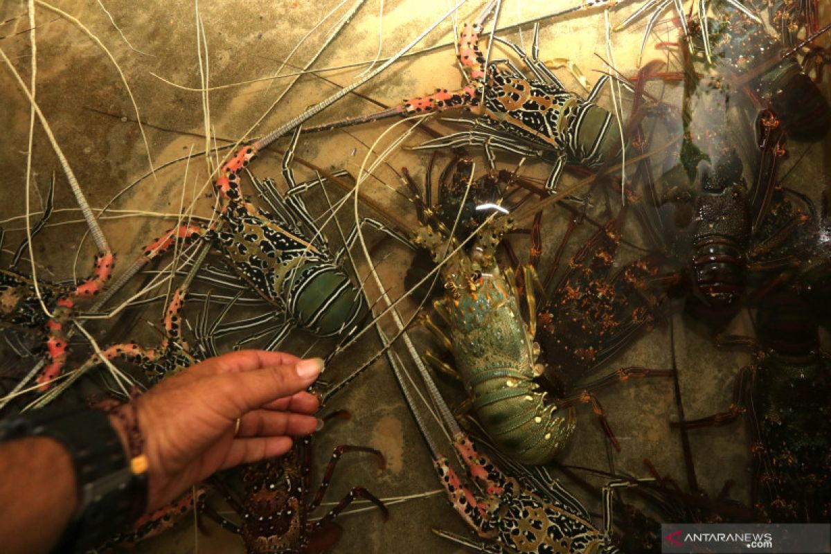 Kemenkeu masih kaji regulasi PNBP untuk benih lobster