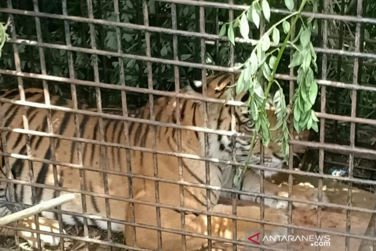 Harimau sumatera ditranslokasi ke Lampung masih dipantau untuk rehabilitasi