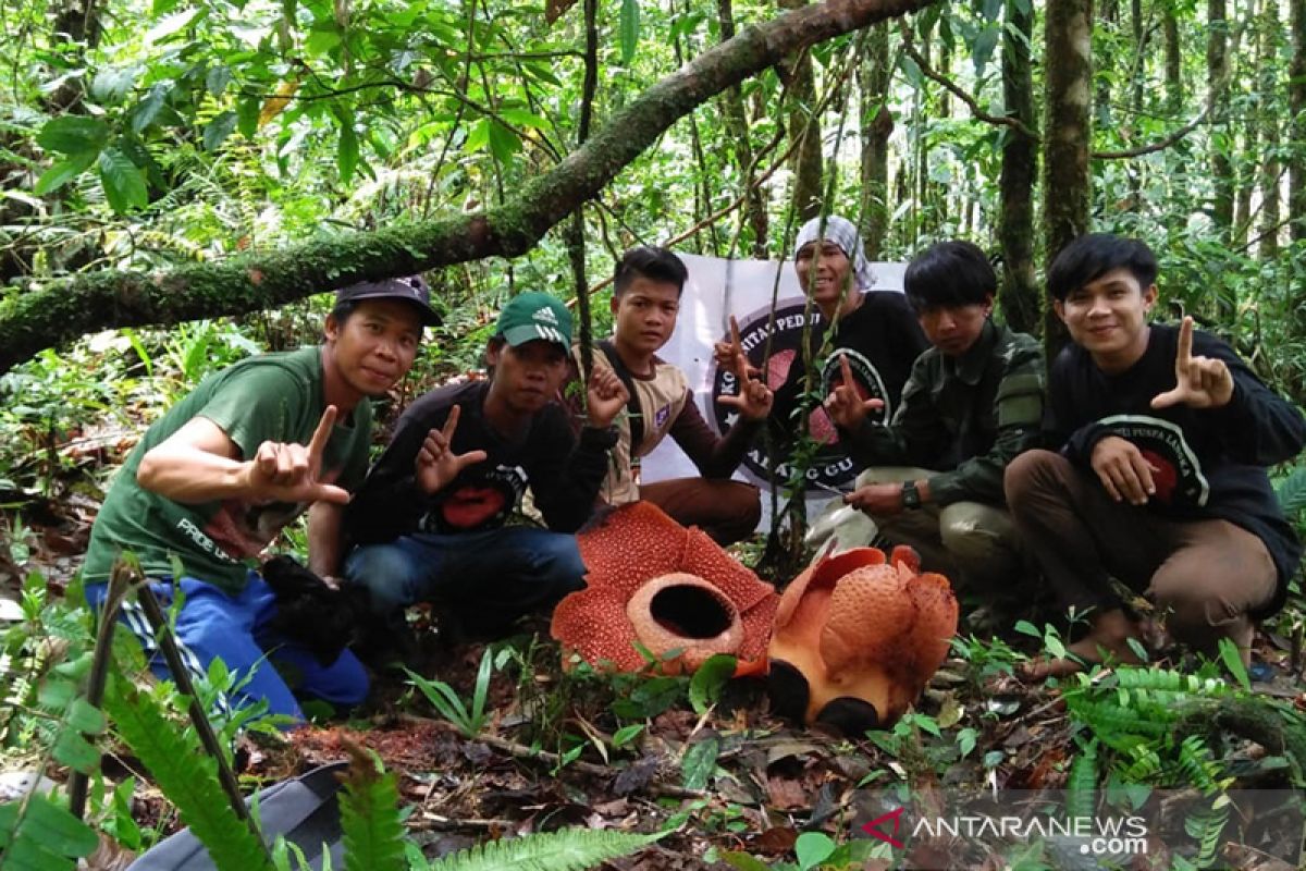 Lima bunga rafflesia bermekaran di Bengkulu