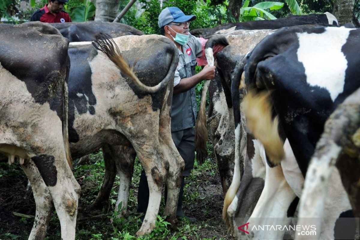 Disnakan Boyolali vaksinasi hewan ternak cegah antrax