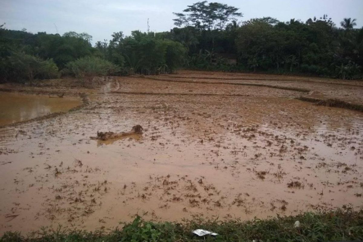 Pascabanjir Lebak, pembangunan irigasi pertanian jadi fokus perbaikan