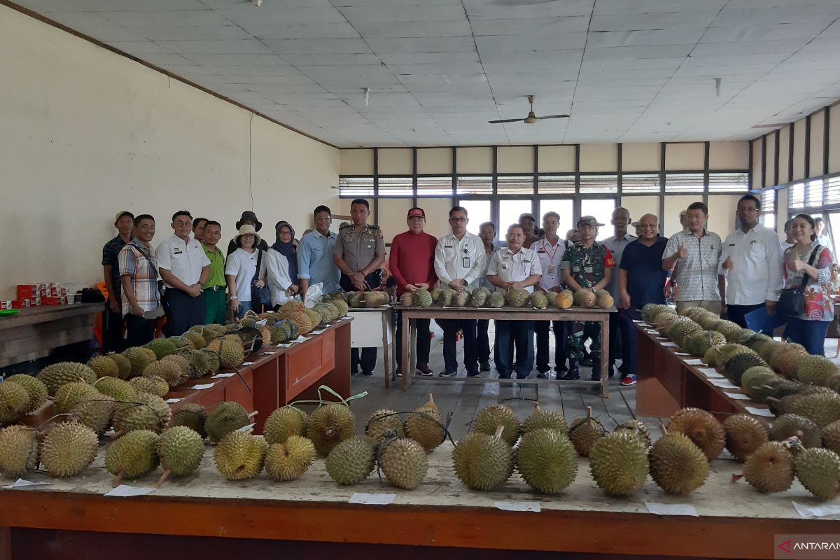 Distan Kalbar jaring potensi durian unggul lokal Sanggau