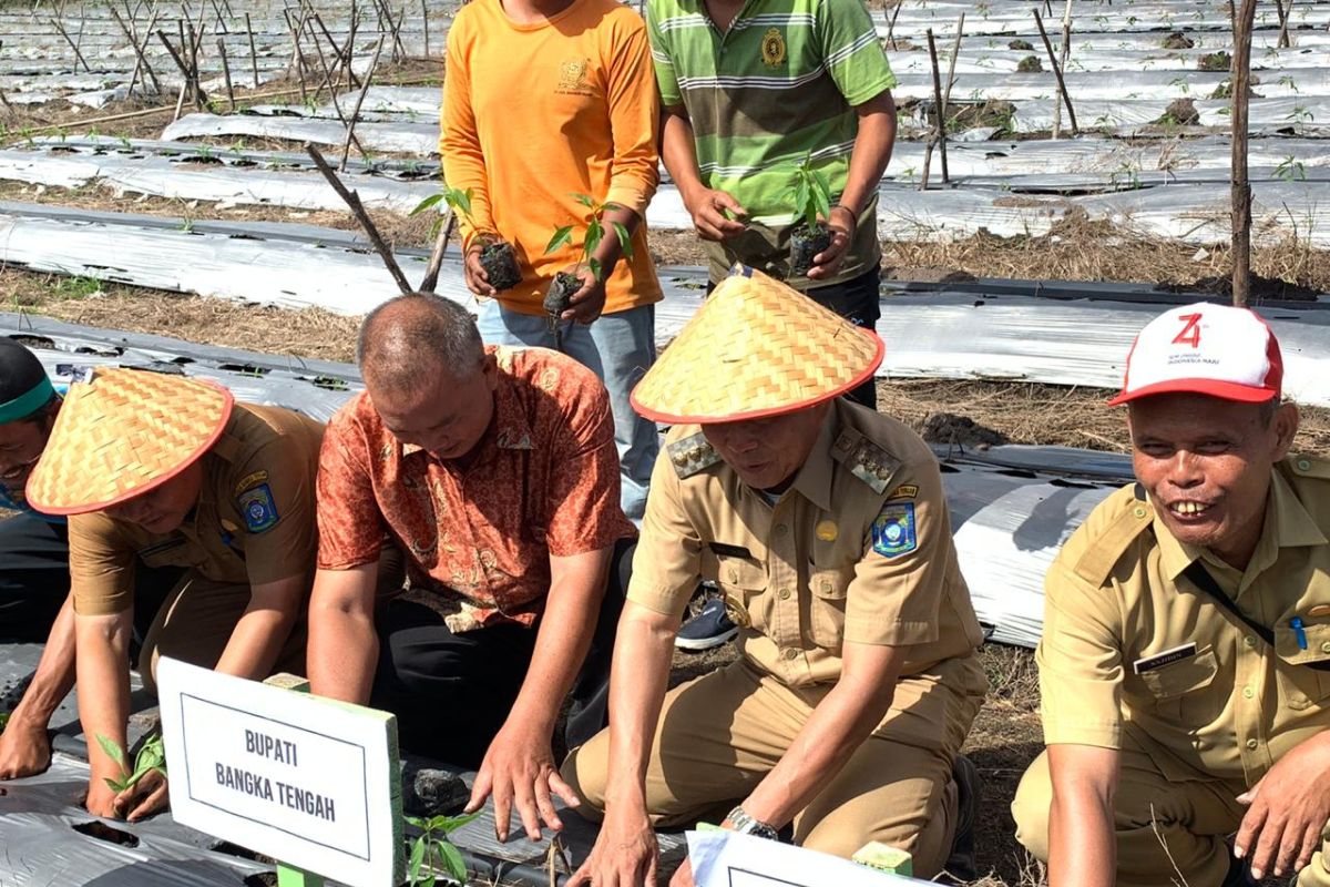 Kelompok tani Bangka Tengah membudidayakan 50.000 batang cabai