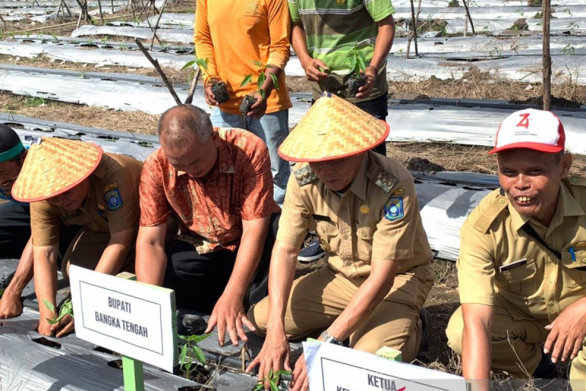 Pemkab Bangka Tengah Bangun Gudang Penyimpanan Cabai Merah