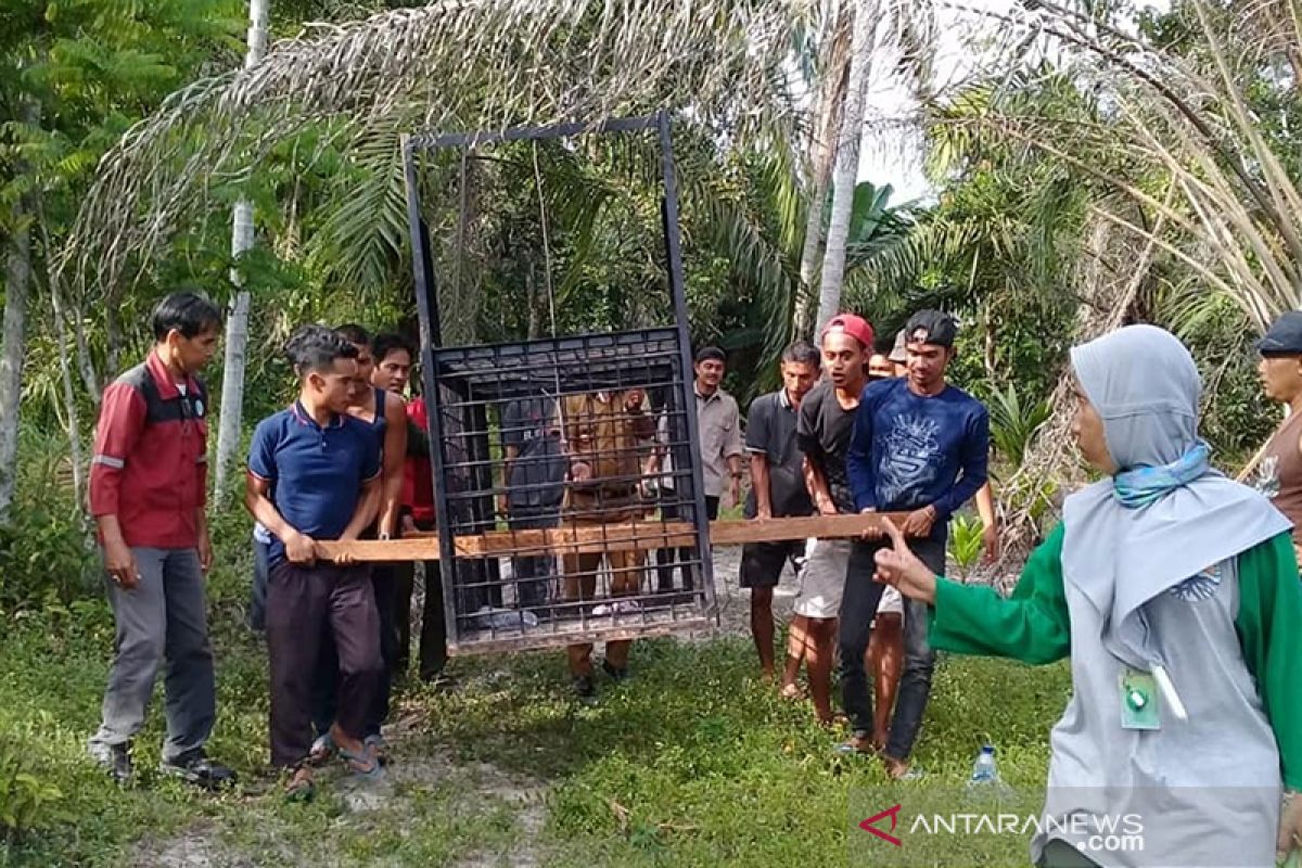 Anak beruang madu terjerat diselamatkan BBKSDA Riau dan polisi