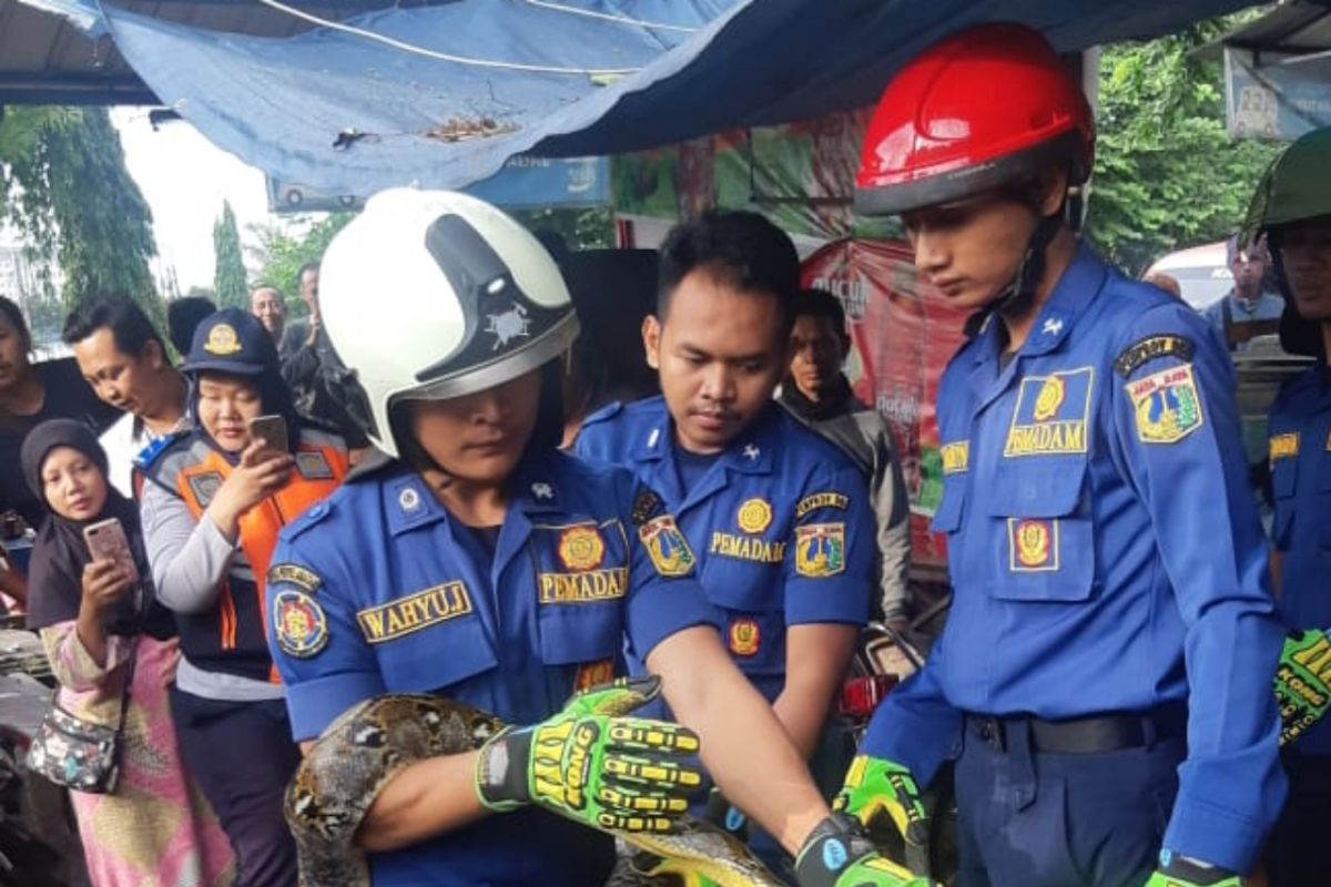 Petugas damkar evakuasi sanca batik dari dalam rumah warga di Ciracas