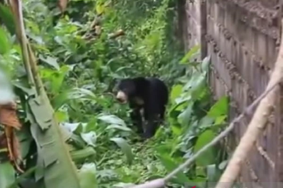 Beruang Madu liar masuk Pemukiman warga di Dumai