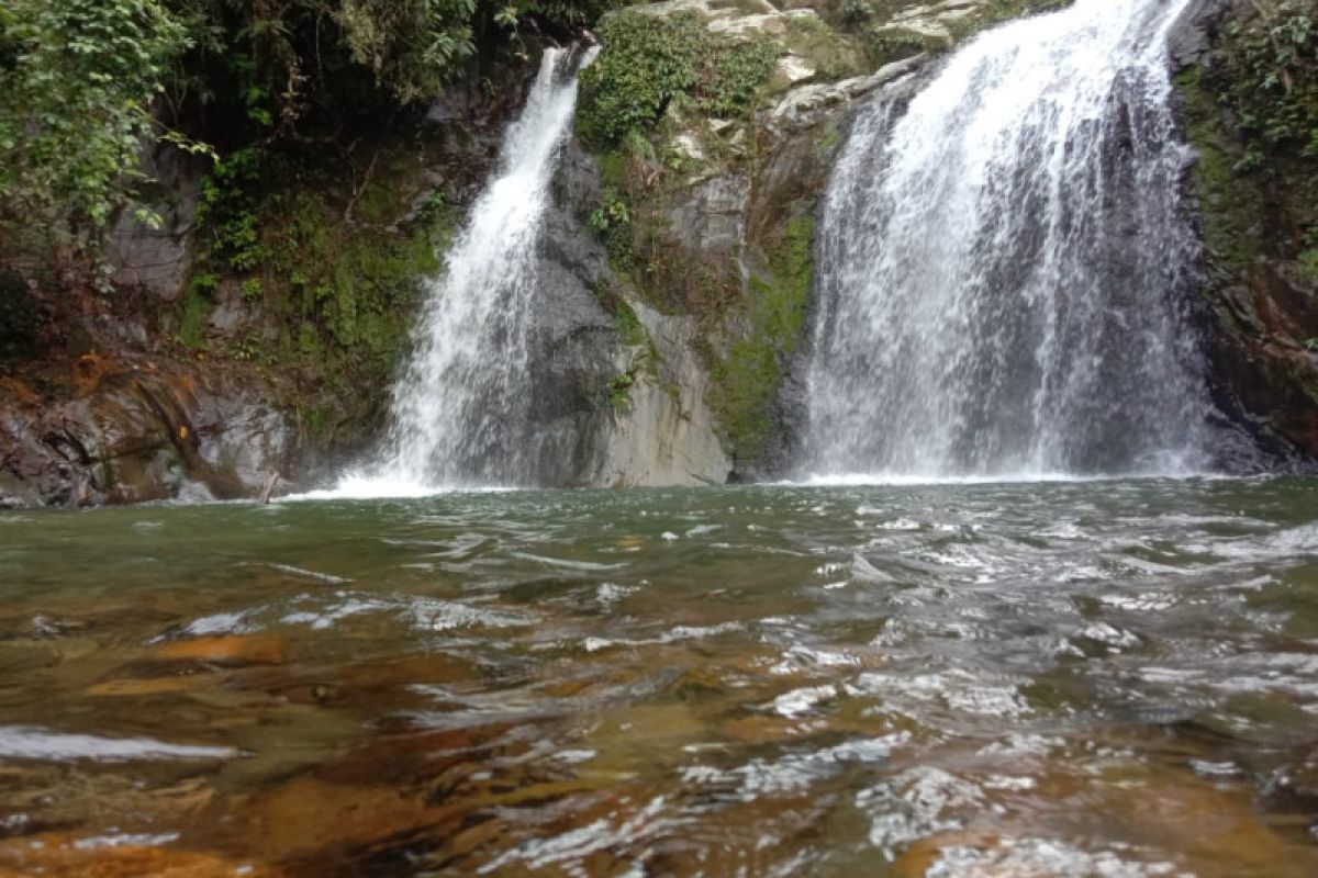 White orchid becomes icon of tourist attraction Air Terjun Palano in Pesisir Selatan