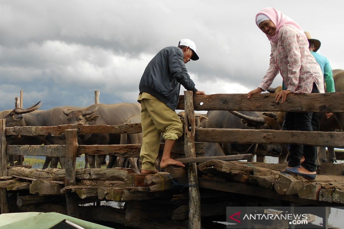 Populasi kerbau rawa Danau Panggang menurun