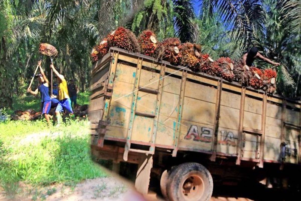 Petani sawit di Sumsel tersenyum renyah, harga TBS tembus Rp2.022/kg